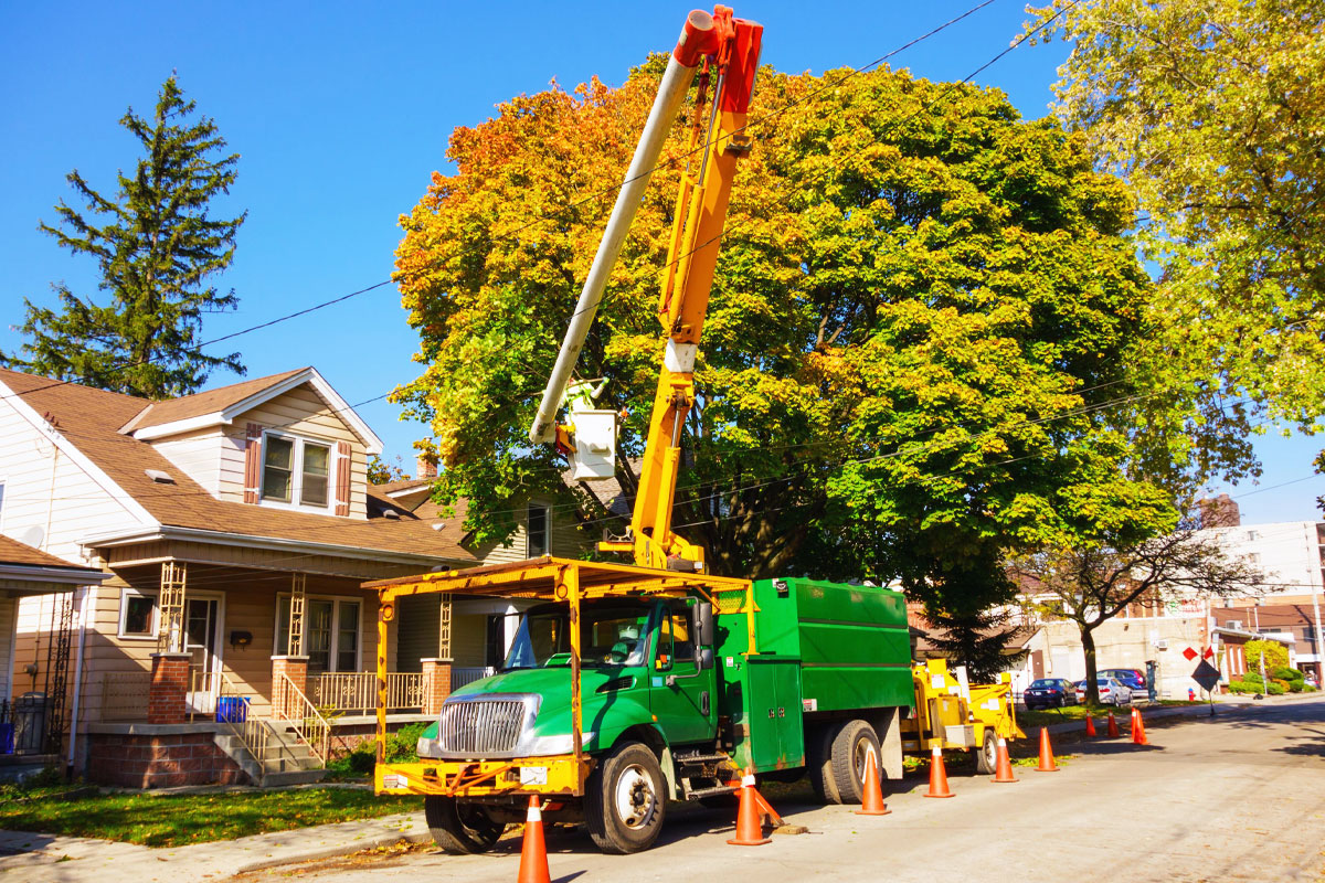 Tree Removal Services